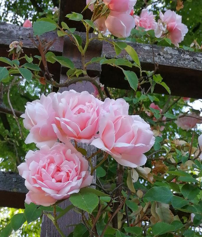 Photo 729335
